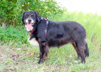 Daisy Sue -  Australian Shepherd and Mixed Breed Dog for Adoption in Savage, Minnesota - Daisy Sue | PetCurious