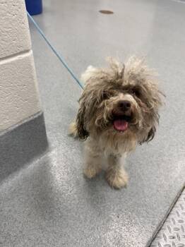 ESRA -  Maltese Dog for Adoption in Indianapolis, Indiana - ESRA | PetCurious