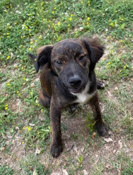 Linus -  Spaniel Dog for Adoption in Little Rock, Arkansas - Linus | PetCurious