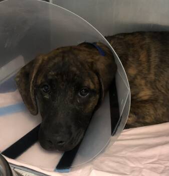 Black Mouth Cur Dogs Available for Adoption in Parma, Ohio - Gus | PetCurious