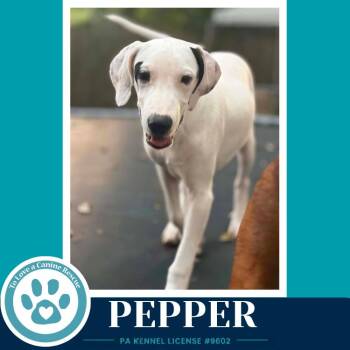 Pepper (Deli Delights) 091926 -  Labrador Retriever and Shepherd Dog for Adoption in Kimberton, Pennsylvania - Pepper (Deli Delights) 091926 | PetCurious