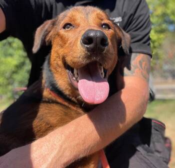 Fluke -  German Shepherd Dog Dog for Adoption in St. Catharines, Ontario - Fluke | PetCurious