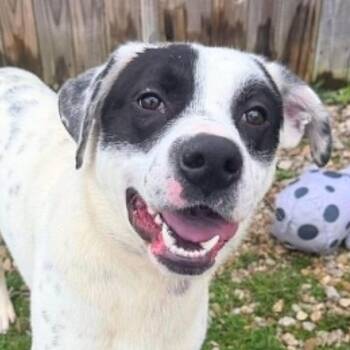 Zeus (20260810-01) -  Pointer and Collie Dog for Adoption in Niagara Falls, Ontario - Zeus (20260810-01) | PetCurious