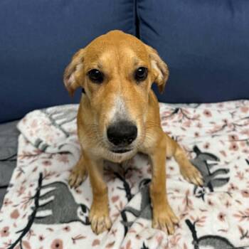 Hudson -  Labrador Retriever Dog for Adoption in Sunderland, Maryland - Hudson | PetCurious