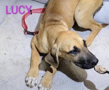 Lucy.8 -  Shepherd and Great Dane Dog for Adoption in Thornton, Colorado - Lucy.8 | PetCurious