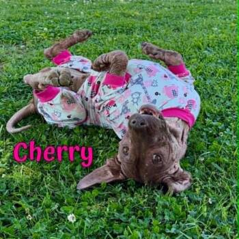 Cherry -  Shar Pei Dog for Adoption in Oak Ridge, Tennessee - Cherry | PetCurious