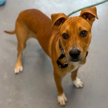 Thunderbolt -  Mixed Breed Dog for Adoption in Sarasota, Florida - Thunderbolt | PetCurious