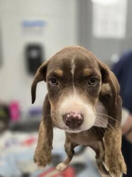 Missy -  Mixed Breed Dog for Adoption in Morristown, New Jersey - Missy | PetCurious