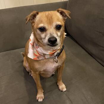 Rescue Chihuahua Dogs for Adoption in Olathe, Kansas - Cesar | PetCurious