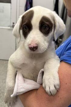 Clinique -  Mixed Breed Dog for Adoption in Kansas City, Missouri - Clinique | PetCurious