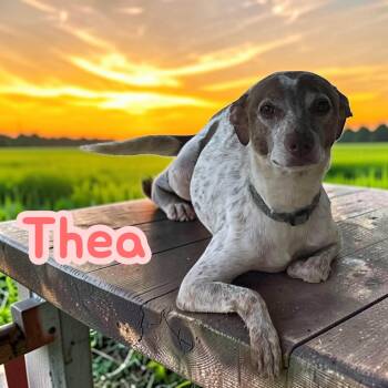Thea - Sweet girl - only or larger dogs -  Dachshund and Mixed Breed Dog for Adoption in Chuckey, Tennessee - Thea - Sweet Girl - Only Or Larger Dogs | PetCurious