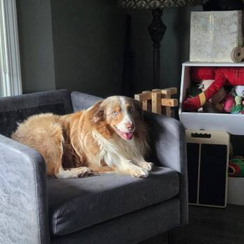Duke -  Australian Shepherd Dog for Adoption in Blue Springs, Missouri - Duke | PetCurious
