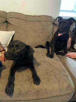 Black Labrador Retriever and Mixed Breed Dogs Available for Adoption in Twin Lakes, Wisconsin - #267 Bella | PetCurious