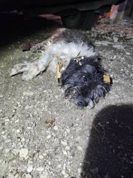 Terrier Dogs Available for Adoption in San Antonio, Texas - BUSTA | PetCurious