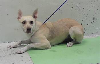 DOLLY -  Husky and Mixed Breed Dog for Adoption in Houston, Texas - DOLLY | PetCurious