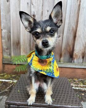 Yorkshire Terrier Dogs Available for Adoption in Palo Alto, California - Nano | PetCurious
