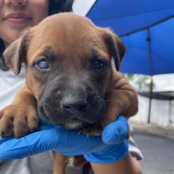 Pit Bull Terrier and Mixed Breed Dogs Available for Adoption in Edinburg, Texas - Mandy | PetCurious