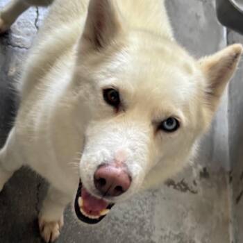 Ricci A2276967 -  German Shepherd Dog Dog for Adoption in Los Angeles, California - Ricci A2276967 | PetCurious