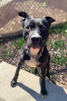 Chuck -  Mixed Breed Dog for Adoption in Cincinnati, Ohio - Chuck | PetCurious