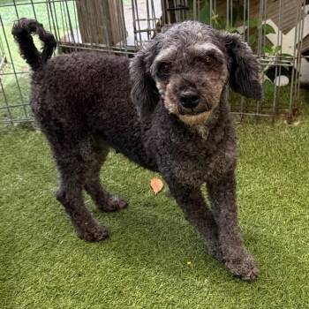 Brenda 3558 -  Poodle Dog for Adoption in Loxahatchee Groves, Florida - Brenda 3558 | PetCurious