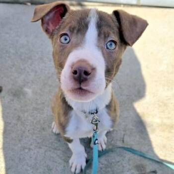 Mixed Breed Dogs Available for Adoption - Sailor | PetCurious