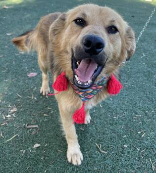 Golden Retriever Dogs Available for Adoption in Bell Gardens, California - NOAH | PetCurious