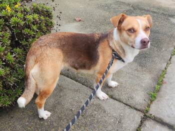 Rescue Beagle and Corgi Dogs for Adoption in Elk Grove, California - Winnie | PetCurious