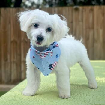 Maltese Dogs Available for Adoption in Miromar Lakes, Florida - Miles | PetCurious