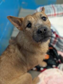 Terrier Dogs Available for Adoption - Oberon | PetCurious