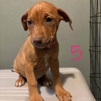 Doberman Pinscher and Boxer Dogs Available for Adoption - Callie | PetCurious