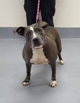 Rescue American Staffordshire Terrier and Mixed Breed Dogs for Adoption in Louisville, Kentucky - HOAGIE | PetCurious