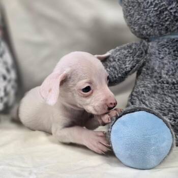 Chihuahua Dogs Available for Adoption - Butterscotch | PetCurious