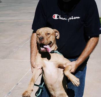 Rescue Mastiff and Yellow Labrador Retriever Dogs for Adoption in Glenpool, Oklahoma - Logan | PetCurious