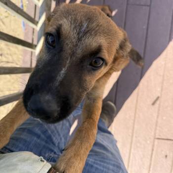 Black Mouth Cur and German Shepherd Dog Dogs Available for Adoption in Carver, Massachusetts - Roddy  | PetCurious