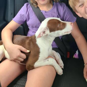 Mixed Breed Dogs Available for Adoption in Springboro, Ohio - Rolo | PetCurious