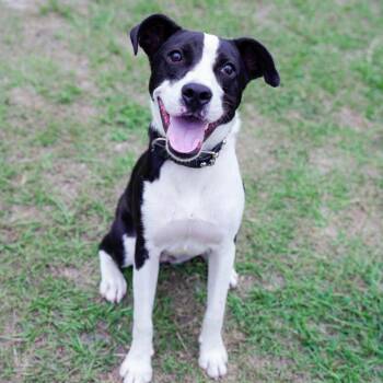 Biscuit -  Pointer Dog for Adoption in Hinesville, Georgia - Biscuit | PetCurious