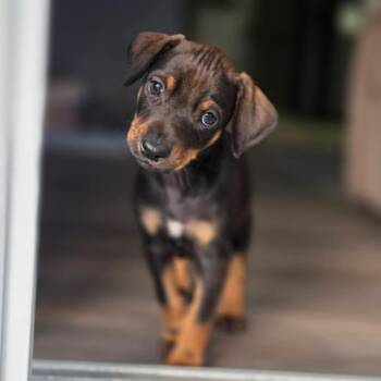 Doberman Pinscher and Mixed Breed Dogs Available for Adoption in Chino Hills, California - Leo (C000-092) * Available 5/16 * Costa Mesa Location | PetCurious