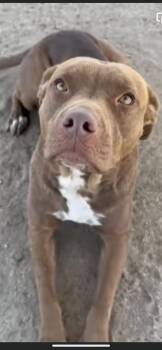 Penelope -  Terrier and American Bulldog Dog for Adoption in New Haven, Connecticut - Penelope | PetCurious