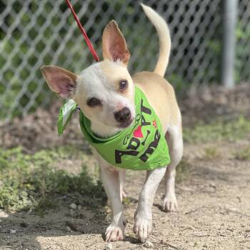 Chihuahua Dogs Available for Adoption in Madisonville, Texas - Larry | PetCurious