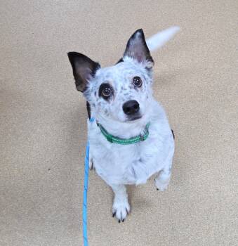 Mutton -  Australian Cattle Dog Blue Heeler Dog for Adoption in Brookings, South Dakota - Mutton | PetCurious