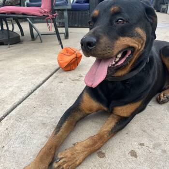 Sir -  Rottweiler Dog for Adoption in Estes Park, Colorado - Sir | PetCurious