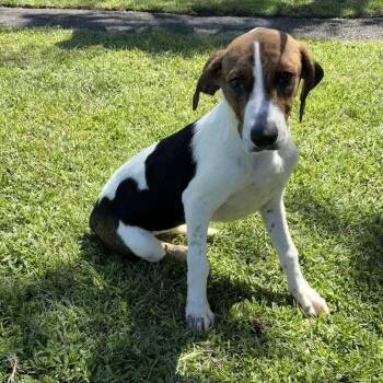 Willow -  Hound Dog for Adoption in Valdosta, Georgia - Willow | PetCurious