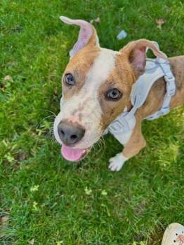 Rescue Pit Bull Terrier and Mixed Breed Dogs for Adoption in Morristown, New Jersey - Winona - Available In Foster | PetCurious
