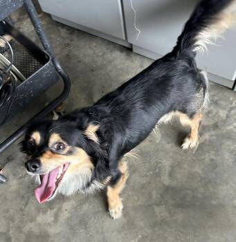 Chico -  Chihuahua Dog for Adoption in Brownstown, Indiana - Chico | PetCurious