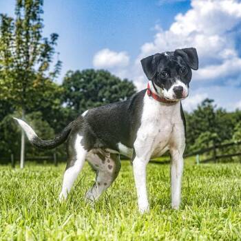 Batman -  Pit Bull Terrier Dog for Adoption in Franklin, Tennessee - Batman | PetCurious