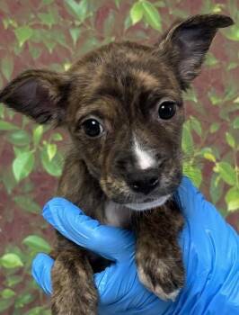 Terrier and Mixed Breed Dogs Available for Adoption in San Antonio, Texas - Zara | PetCurious