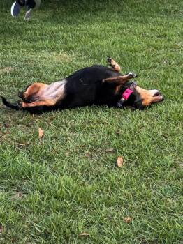 Dachshund Dogs Available for Adoption in Fort Walton Beach, Florida - Penny | PetCurious