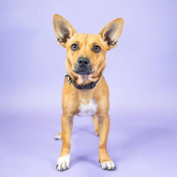 Dotty -  Mixed Breed Dog for Adoption in Portland, Oregon - Dotty | PetCurious