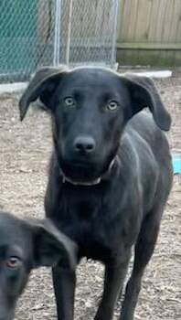 Labrador Retriever and German Shepherd Dog Dogs Available for Adoption - Gusty | PetCurious