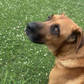 Spike -  Mixed Breed Dog for Adoption in Chattanooga, Tennessee - Spike | PetCurious